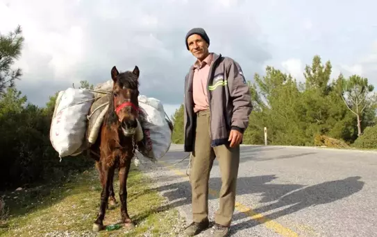 Aydın'da Tarımda Eski Usul: Atlarla Çalışan Zeki Yardım