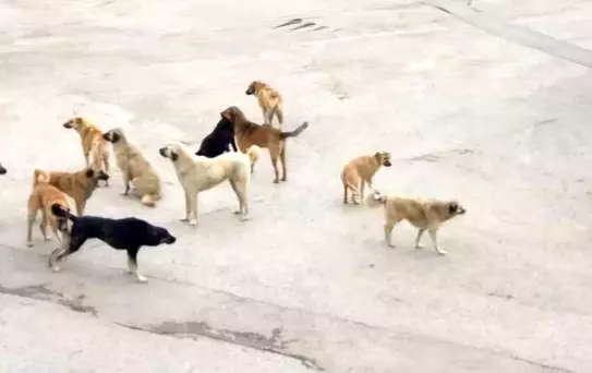 Yeşilova'da Sokak Köpekleri Yaşlı Kadına Saldırdı
