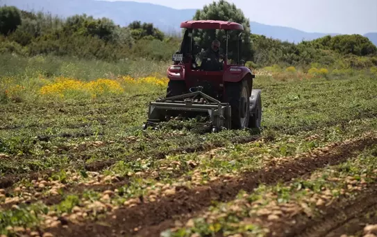 Datça'da Turfanda Patates Hasadı Başladı