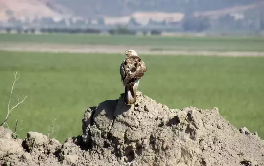 Hatay'da 233 Kuş Türü Gözlemlendi