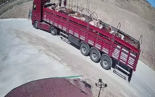 Kurban Bayramı Öncesi Veteriner Denetimleri Yoğunlaştı