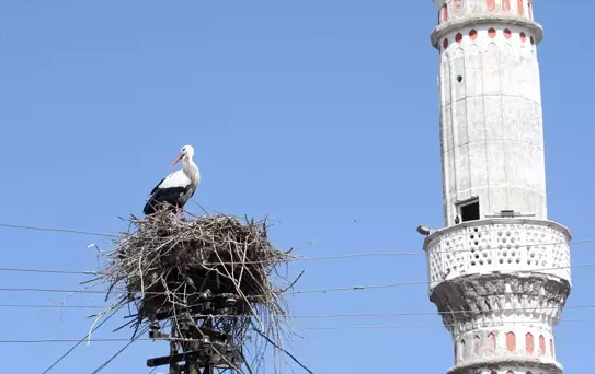 Muş Ovası'nda Leylek Festivali