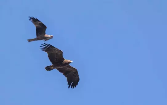 Rize'de Yırtıcı Kuş Gözlemi