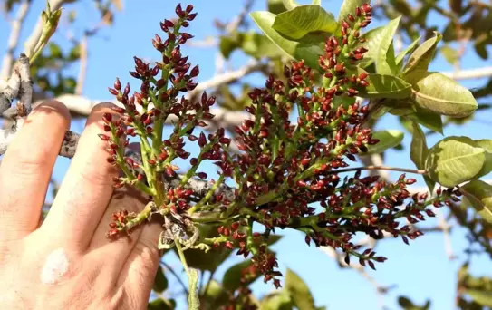 Antep fıstığında zirai don tehlikesinin geçmesi rahat nefes aldırdı