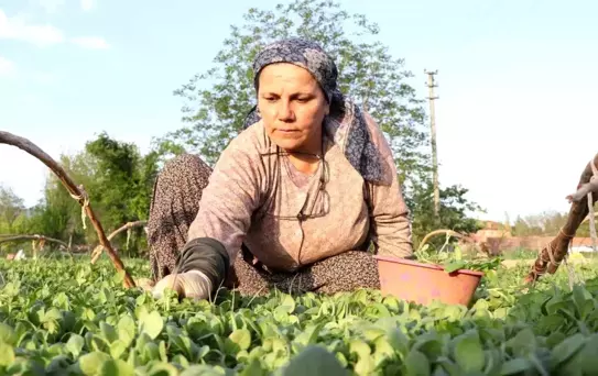 Belediye Başkanlarından Tütün Üreticilerine Destek: 'Avans Yoksa Üretim de Yok'