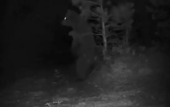 Türkiye'nin Yaban Hayatı Fotokapanlarla Belgelendi