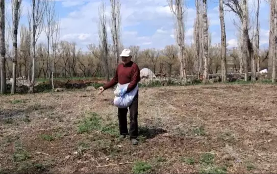 Akyaka'da Elle Tohum Serpme Geleneği Yaşatılıyor