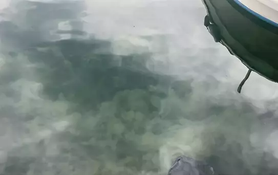 Gemlik'te Müsilaj Sorunu Balıkçılara Zarar Veriyor