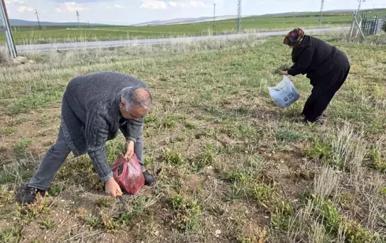 Yemlik Otu Yozgat'ta Severek Tüketiliyor