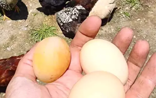 Elazığ'da Kabuksuz Yumurta Şaşkınlığı