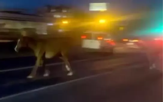 Mersin'de Atlar D-400 Karayolunu Kapladı