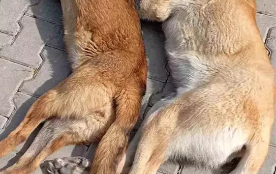 Kırşehir'de Hayvan Barınağındaki Ölüm Görüntüleri İftira Mi?