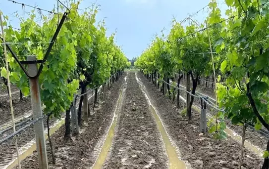 Salihli'de Bağcılar için İlaçlama Uyarısı