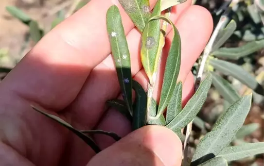 Zeytin Üreticilerine Hastalık Uyarısı