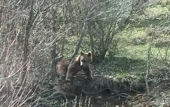 Tokat'ta Yiyecek Arayan Ayı Görüntülendi