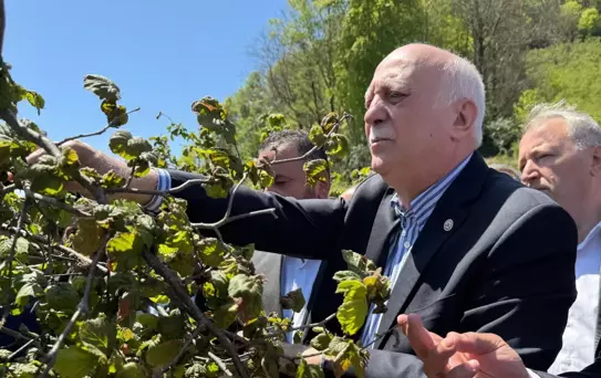 Fındık Bahçelerinde Zirai Don Zarı