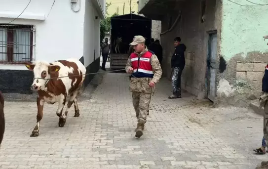 Kaybolan Hayvanlar Jandarma Tarafından Bulundu