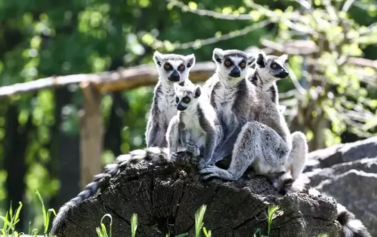 Bursa Hayvanat Bahçesi: Doğal Yaşam ve Bakım