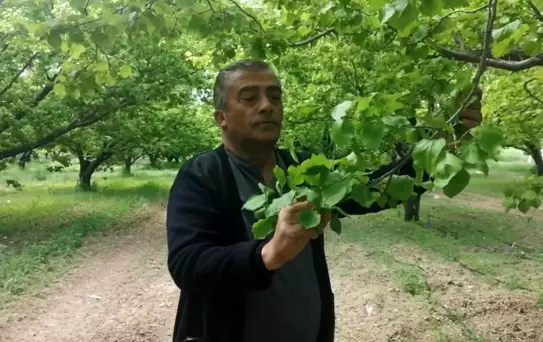 Zirai Don, Kayısı Üreticilerini Vurdu