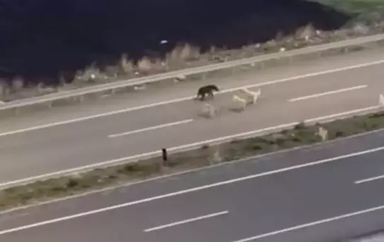 Ardahan'da Bozayı Halı Sahaya Girdi