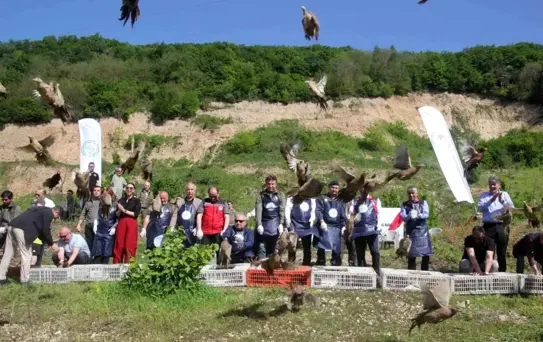 Sülünler Kahverengi Kokarcaya Karşı Doğaya Salındı