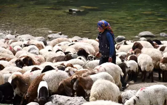 Göçerlerin Zorlu Yolculuğu