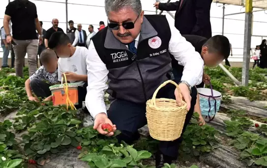 Çilek Hasadıyla Nesiller Buluştu