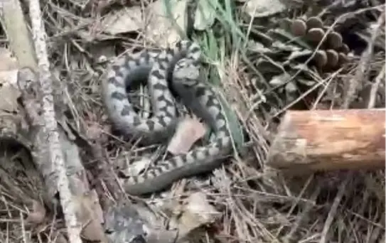 Yedigöller'de Zehirli Yılan Görüntülendi