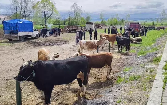 Eflani'de Kurbanlık Pazarı Kuruldu