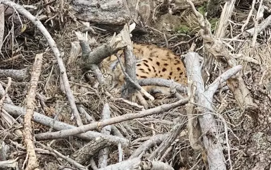 Bolu'da Vaşak Ailesi Koruma Altında