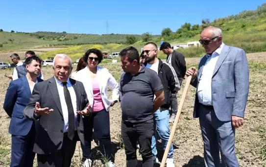 Nilüfer Belediyesi 800 Zeytin Fidanı Dikti
