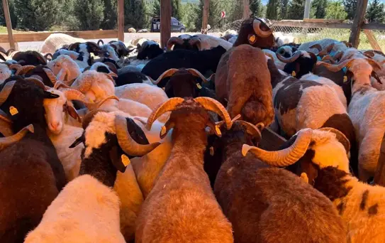 Kocaeli'de Kurbanlık Fiyatları Belli Oldu