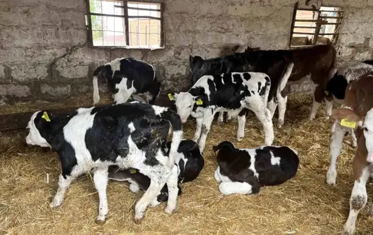 Genç Çiftçi Hayvancılıkta Başarı Hikayesi