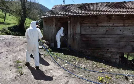 Kahverengi Kokarca İstilası Hendek'te İlaçlama Başladı