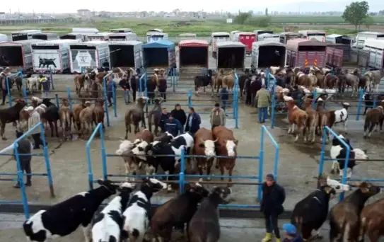 Afyonkarahisar'da Kurbanlık Fiyatları Artıyor