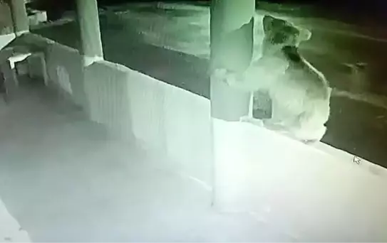 Yavru Ayı Alabalık Lokantasını Bastı