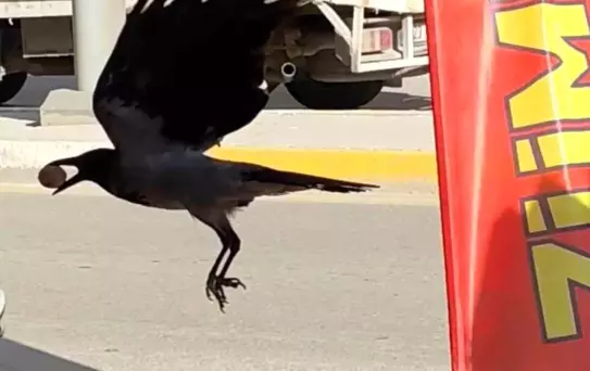 Karga Ceviz Çaldı