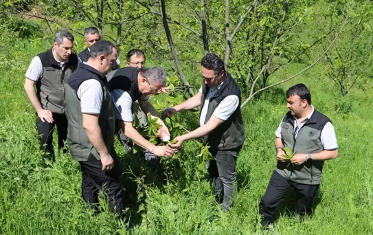 Kestane Gal Arısına Biyolojik Mücadele