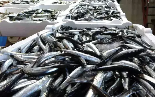 Karadeniz'de Balık Stokları Azalıyor
