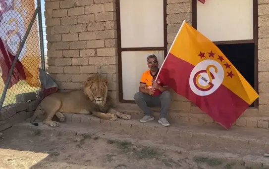 Galatasaraylı taraftar, şampiyonluğu aslanlarıyla kutladı! Aslanlara verdiği isim dikkat çekti