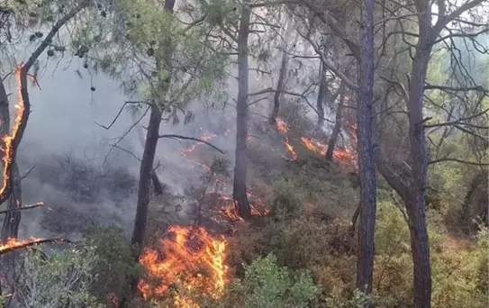 Adana Sarıçam'da Orman Yangını Kontrol Altına Alındı