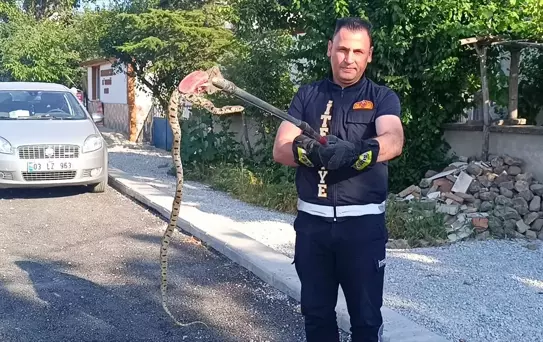 Sandıklı'da Yılan Yakalandı