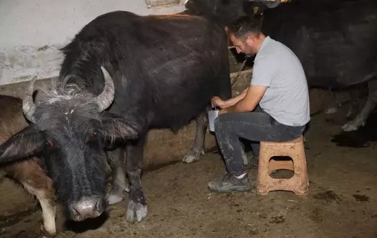Köyde Manda Yetiştiriciliği