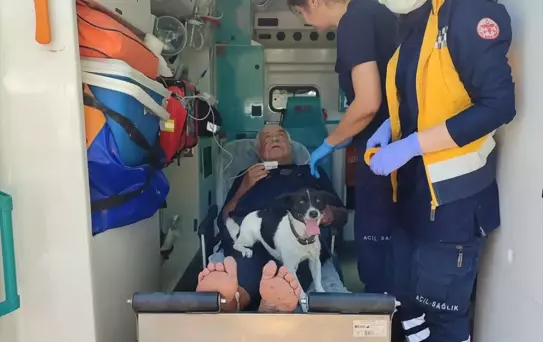 Köpek Bediş Sahibinin Yanında