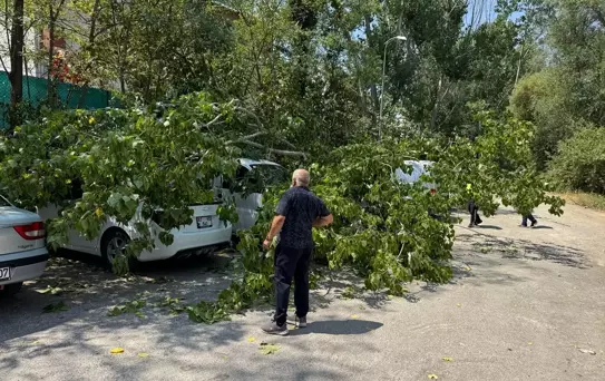 Kökü Çürüyen Ağaç Araçları İki Etti