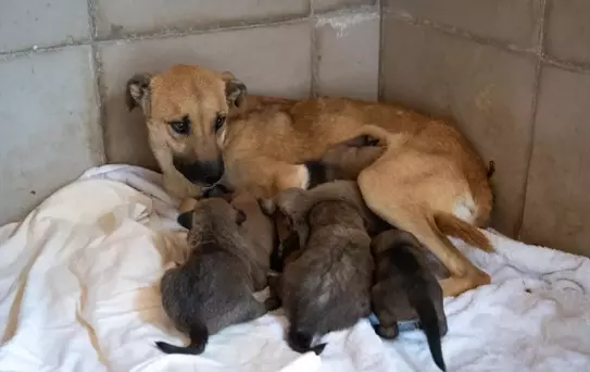 Yangından Kurtarılan 3 Yavru Köpek Koruma Altında