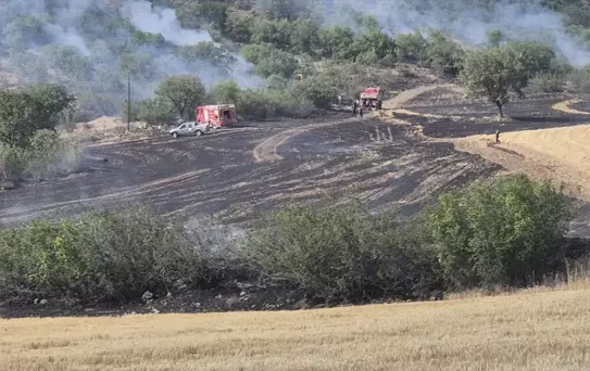Bayat'ta Anız Yangını Ormana Sıçradı
