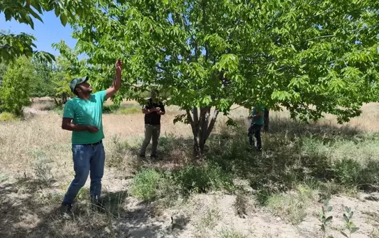 Beyşehir'de Kiraz Hasadı ve Farkındalık Etkinliği