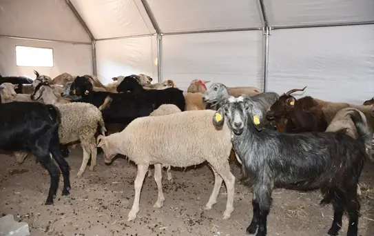 Yangın Mağdurlarına Destek: Karpuz Satın Alındı