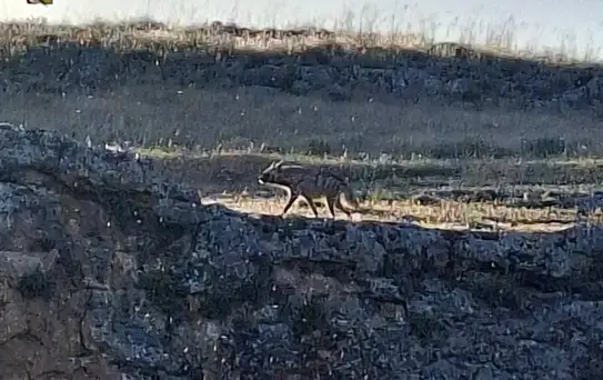 Besni'de Çizgili Sırtlan Görüntülendi